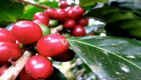 Fermes du meilleur café du monde
