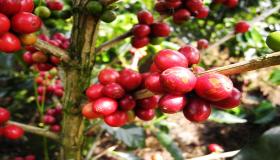 I frutti di caffè, "pianta del caffè"